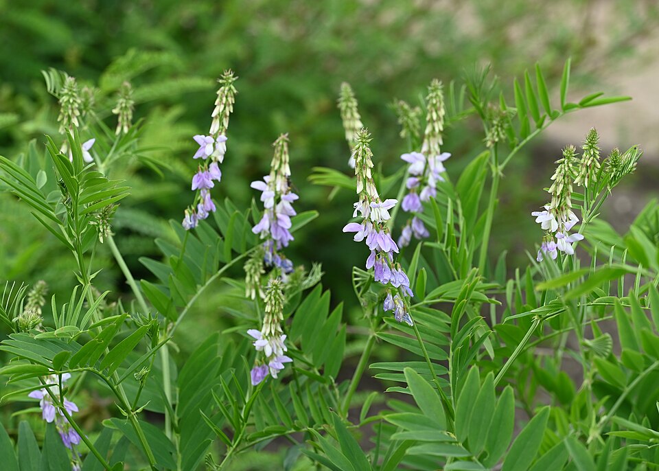 Capraggine