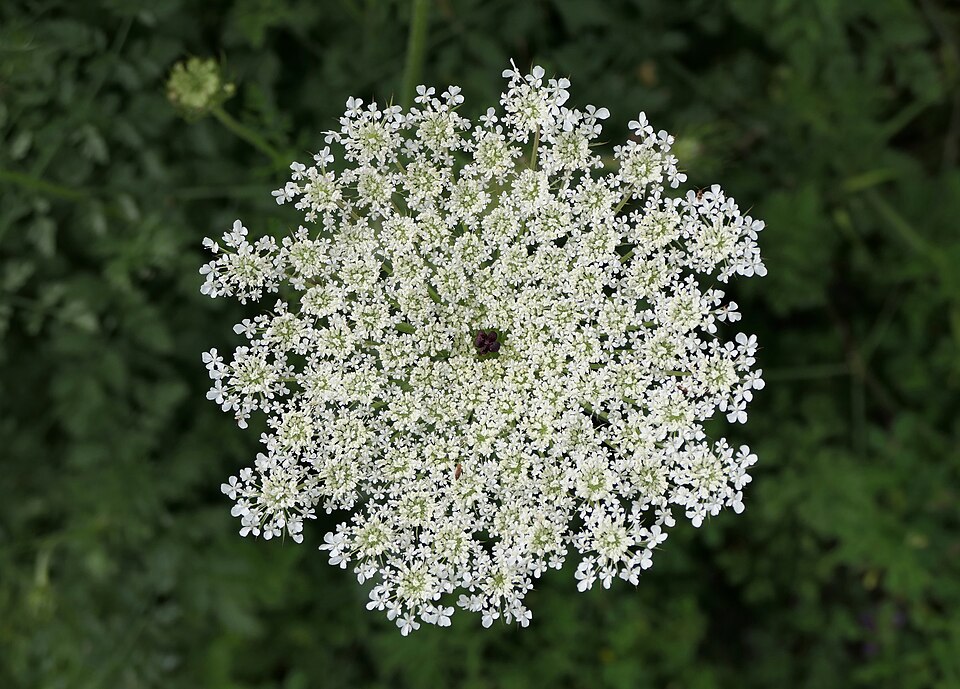 Ombrellifere del gruppo della Carota e del Coriandolo
