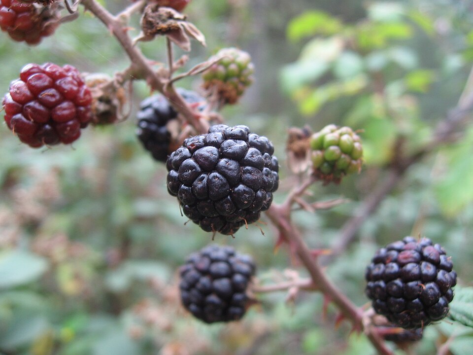 Rovo